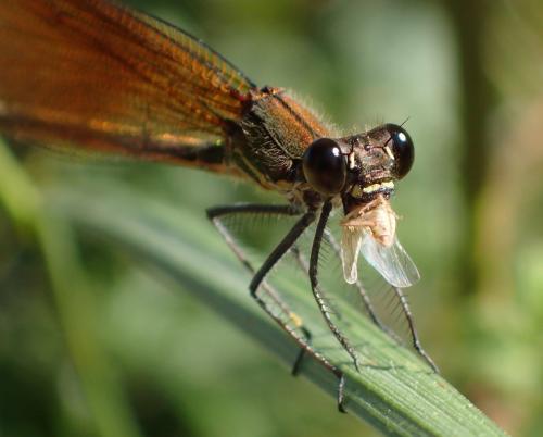 Calopteryx haemorrhoidalis